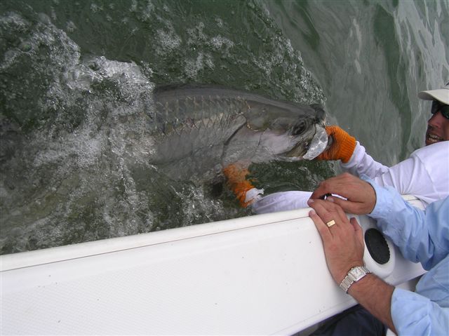 More of the best tarpon fishing action!