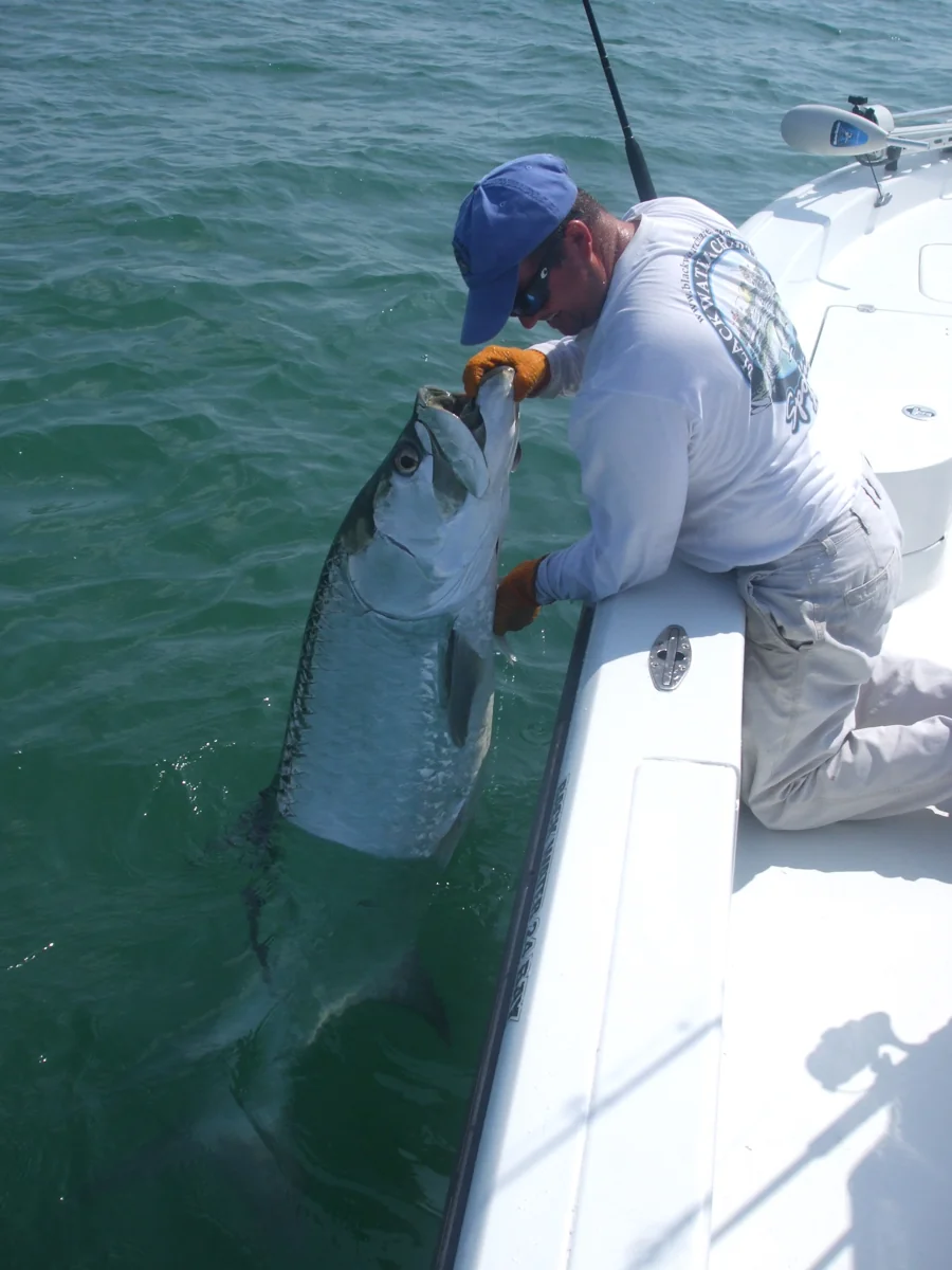 A tarpon released alongside the boat