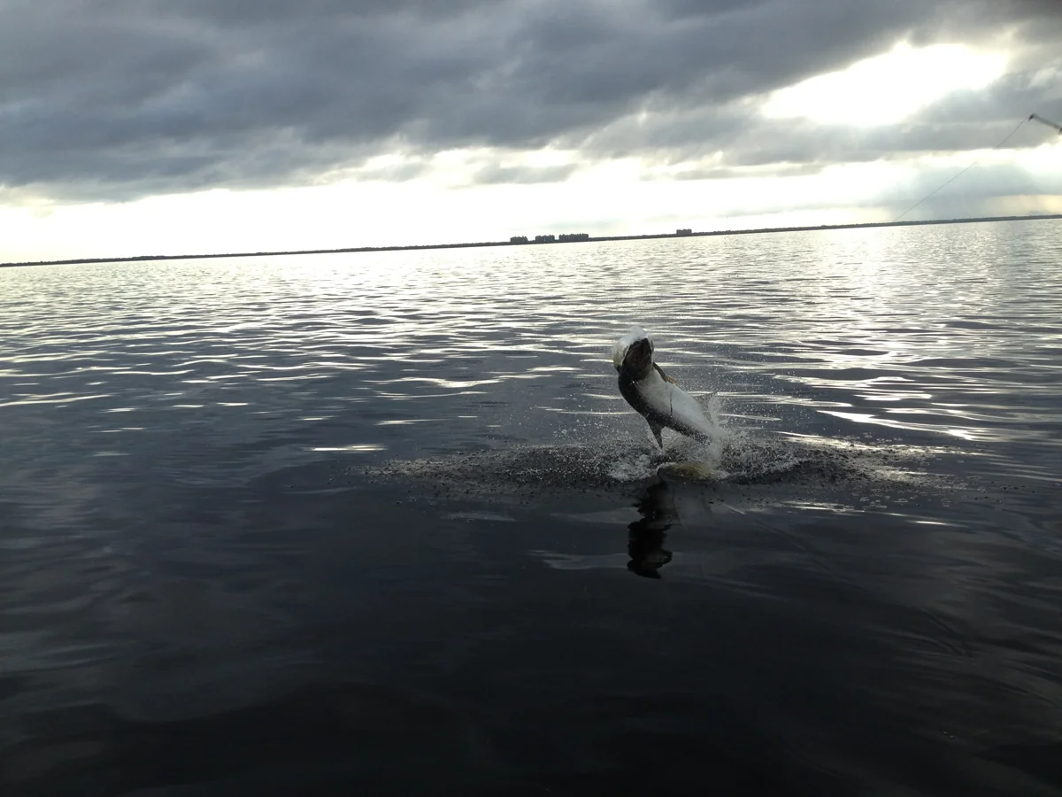 Tarpon jumping on Charlotte Harbor
